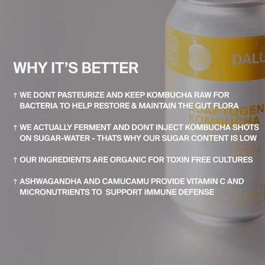 Eine Dose "GINGER GUN INGWER KOMBUCHA" von DALUMA steht auf einer grauen Fläche. Der Text hebt das zuckerarme Rezept, die probiotischen Kulturen, die rohen Zutaten und die immunstärkenden Vitamine für ein gesundes Kombucha-Erlebnis hervor.
